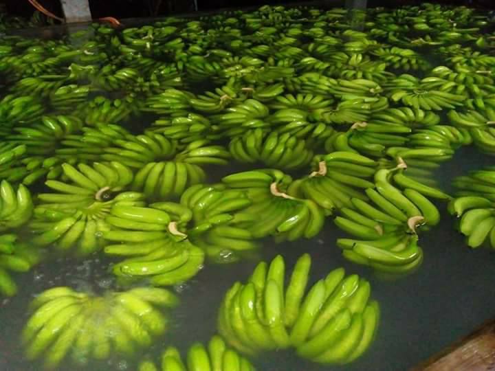 Bananes Vertes Fraîches Cavendish en Vrac Import Export