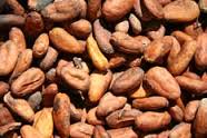 Cacao feves, masse, poudre à vendre