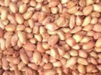 Recherche achat de graine d'arachide