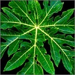 Herbal leaves for medicine