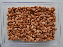 Bitter apricot kernel