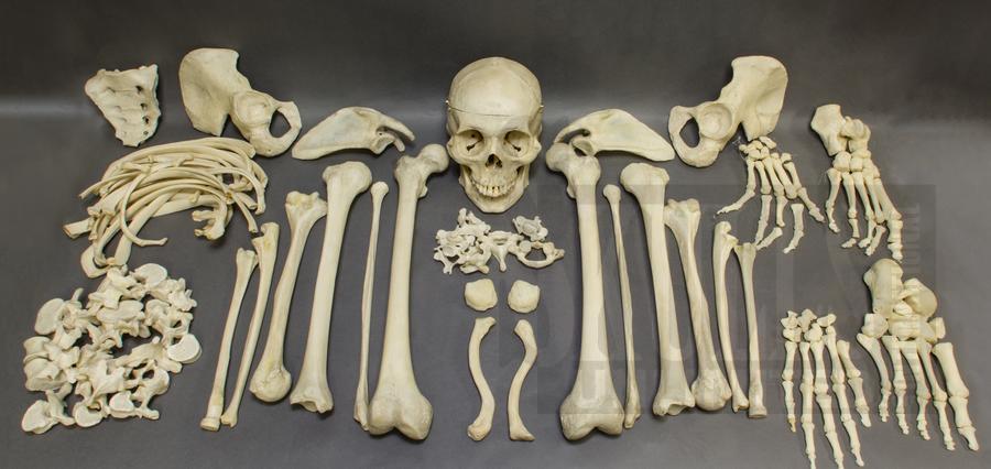 Un crâne humain offert à un magasin d'objets usagés