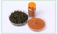 Extrait de thé vert polyphénol de thé vert 40% ~ 98% UV