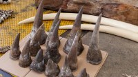 Qualité Rhino Horns à vendre