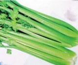 Celery,Tongrenxiang,China
