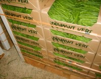 Haricots Verts Type Fin
