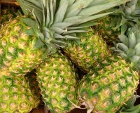Ananas frais à vendre.