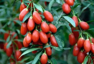 Organic Goji Berry Juice Powder