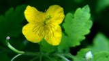 High quality Greater Celandine Extract, Greater Celandine P.E./2%~10%chelidonine