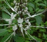 100%pure natural Orthosiphon Stamineus Extract /Java Tea Extract Polyphenols 40%