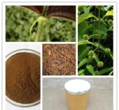 100% pure natural Ramulus Uncariae Cum Uncis extract / Uncaria Extract