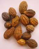 100% pure natural terminalia chebula extract powder/Terminalia Chebula P.E.