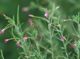 Epilobium Parviflorum Extract,Epilobium Parviflorum P.E./Epilobium parviflorum Schreber
