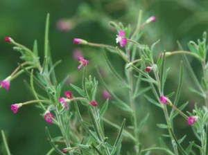 Epilobium Parviflorum Extract,Epilobium Parviflorum P.E./Epilobium parviflorum Schreber