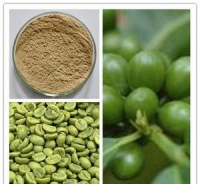 Weight loss product Chlorogenic acid 50% Coffee bean extract