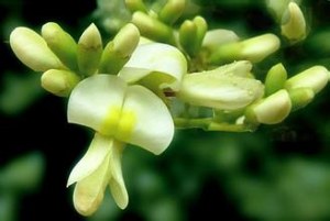 100% pure natural Sophora Japonica extract / Sophora Japonica extract / Rutin 98%