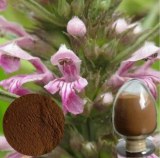 100% pure natural Leonurus heterophyllus Sweet extract/Stachydrine,Leonurine