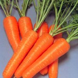 Fresh Carrot,Tongrenxiang,China