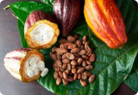 Bulk Raw Cocoa Wholesale