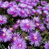 100% pure natural Kanna extract/Sceletium tortuosum extract 10:1