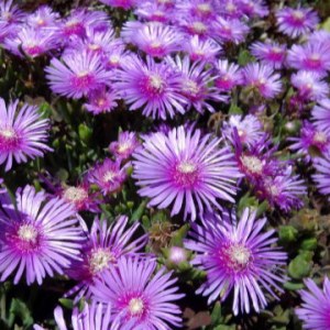 100% pure natural Kanna extract/Sceletium tortuosum extract 10:1