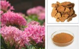 Body energy Rhodiola rosea extract 1% Rhodiola glucoside