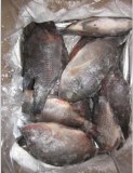 Tilapia poisson(Oreochromis niloticus) 300-500