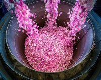 Eau de Rose Marocaine Bio – Hydrolat Pur – Vente en Gros & Étiquetage Privé