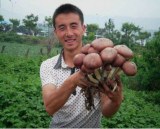 Rare and precious edible fungus