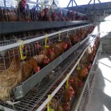 Poultry farm chicken egg layer cages
