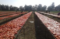Tomates séchées au soleil