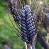 BLACK WHEAT GRASS POWDER