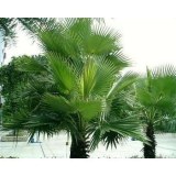 Saw Palemtto Extract---New Mstar---Simin