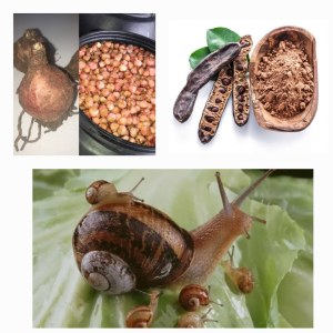 Exportation des escargots, Carob et de l'ognion sauvage
