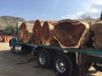 Vente de grumes de bois dur