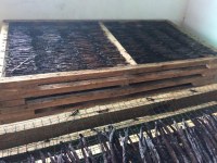 Vanille de qualité à prix imbattable