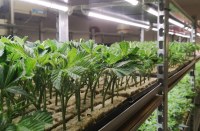 Indoor Farming & LED Grow Lights