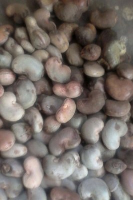 OFFRE: NOIX DE CAJOU SAISON 2016 AU BENIN