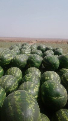 Pastèque de Maroc Mauritanie