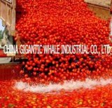 Drum Packing Tomato Paste with Brix 28-30% 30-32% 36-38%