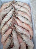 Quantité importante crevettes