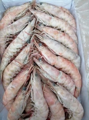 Quantité importante crevettes