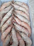 Quantité importante crevettes