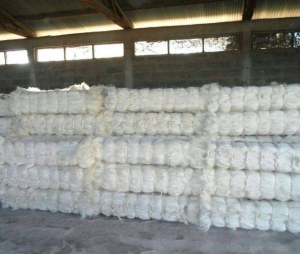 Sisal Fibre à vendre au Kenya