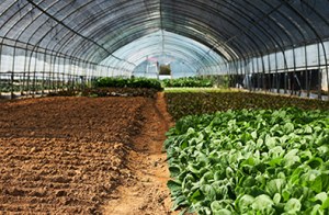 Non Woven Greenhouse Shading Cover