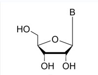 HUAREN NUCLEOSIDES
