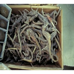 Dry Seahorse,Dried Seahorse,Dried Seahorse fish,Seahorses,sea horse,Hippocampus,seahorse,