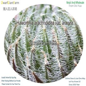 50Pcs A Set Haworthia arachnoidea var. aranea Seed DGF-S-HH002