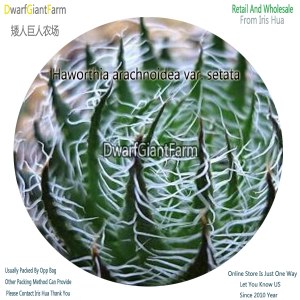 50Pcs A Set Haworthia arachnoidea var. setata Seed DGF-S-HH003