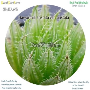 50Pcs A Set Haworthia aristata var. aristata Seed DGF-S-HH004